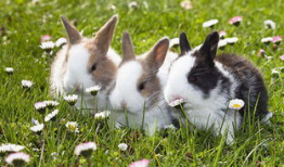 兔兔视频,趣味横生的萌宠日常大揭秘